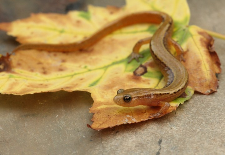 Northern Two-lined Salamander